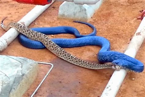 blue indigo vs rattlesnake.